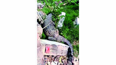12-foot croc rescued from Kalali Road