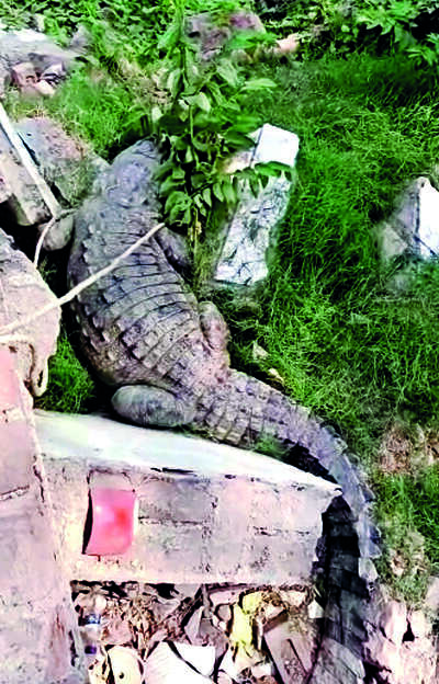 12-foot croc rescued from Kalali Road
