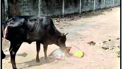60-yr-old woman killed in attack by three stray cows