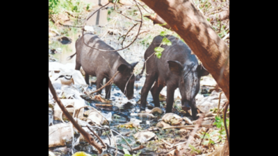 Pigs cause accidents, fight stray dogs in Madurai city
