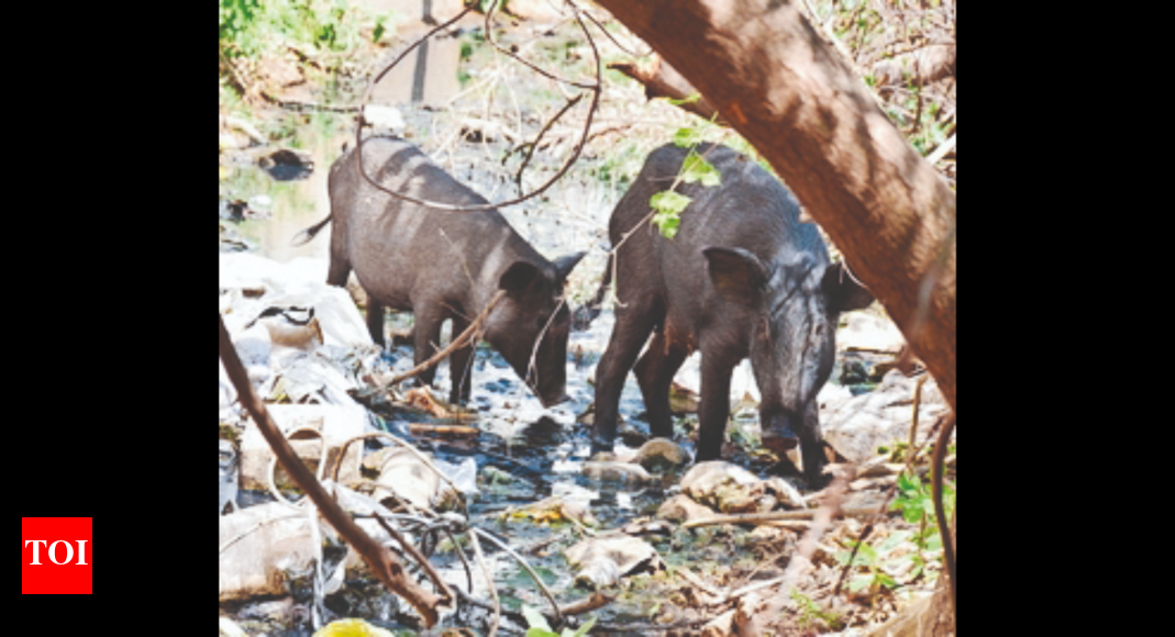 Pigs Cause Accidents Fight Stray Dogs In Madurai City Madurai News pigs-cause-accidents-fight-stray-dogs-in-madurai-city-madurai-news