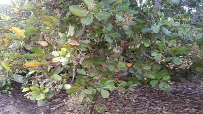App to help in protecting cashew crop now have Odia language