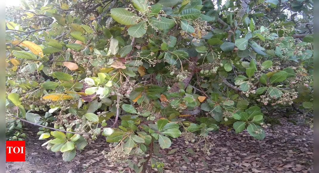 App to help in protecting cashew crop now have Odia language