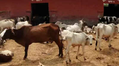 Allahabad HC cites scriptures, says cow killers deemed to rot in hell