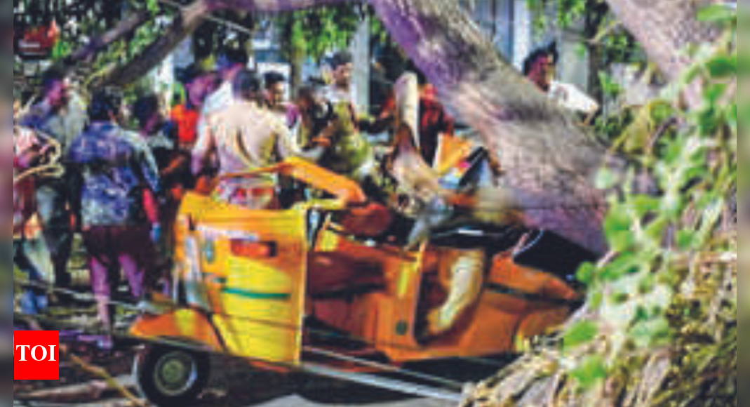 Woman killed as tree falls on auto in Chennai | Chennai News - Times of ...