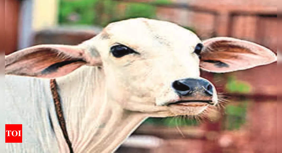 Allahabad High Court For Appropriate Law To Ban Cow Slaughter In India ...