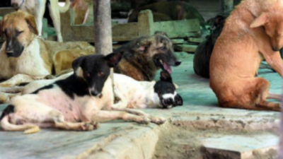 Why this sterilisation drive may not control stray population in Noida