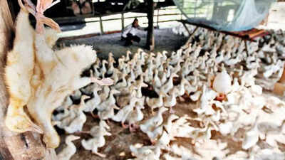Bird flu in Ranchi's backyard poultry, Jharkhand on high alert
