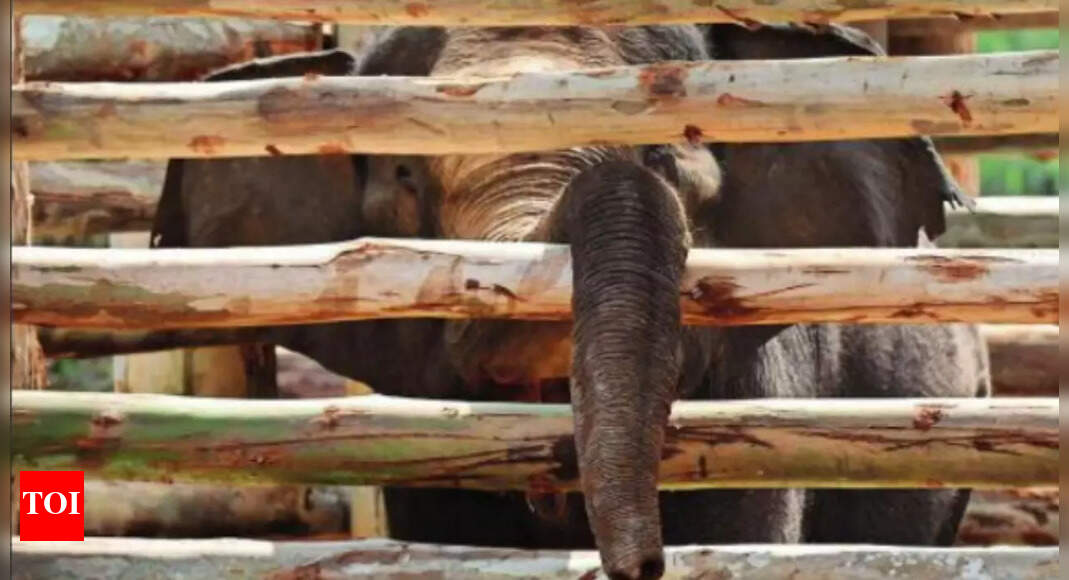 This team tackles rogue elephants from 30ft away India News Times