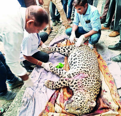 Leopard killed after being hit by train in Vishdhari reserve