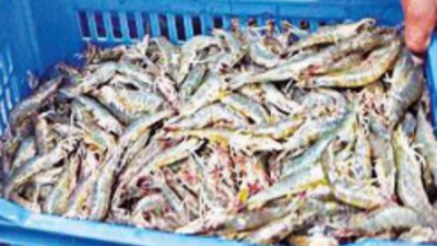 Viral diseases worry shrimp farmers in Andhra Pradesh; govt support sought
