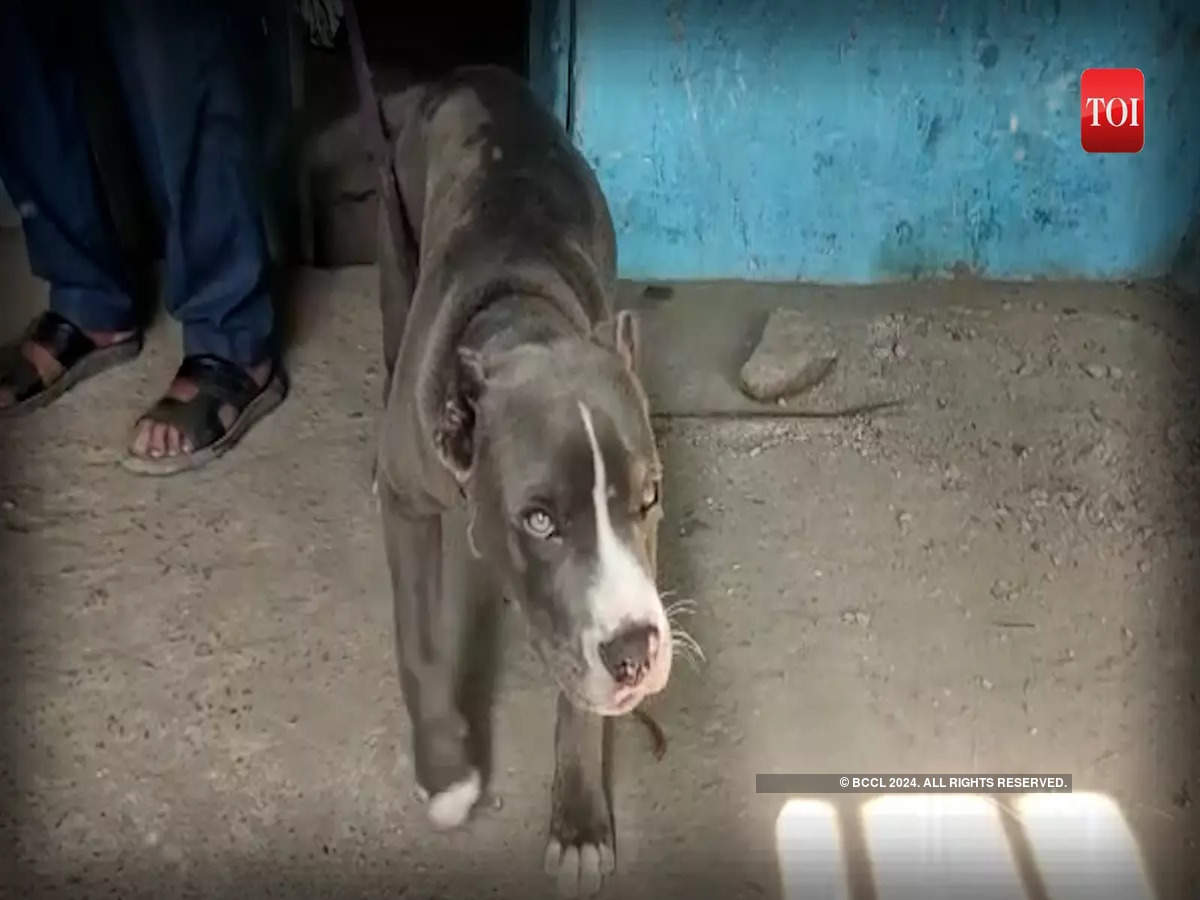Pitbull dog attacks an 8-year old child in UP's Gorakhpur | City - Times of  India Videos