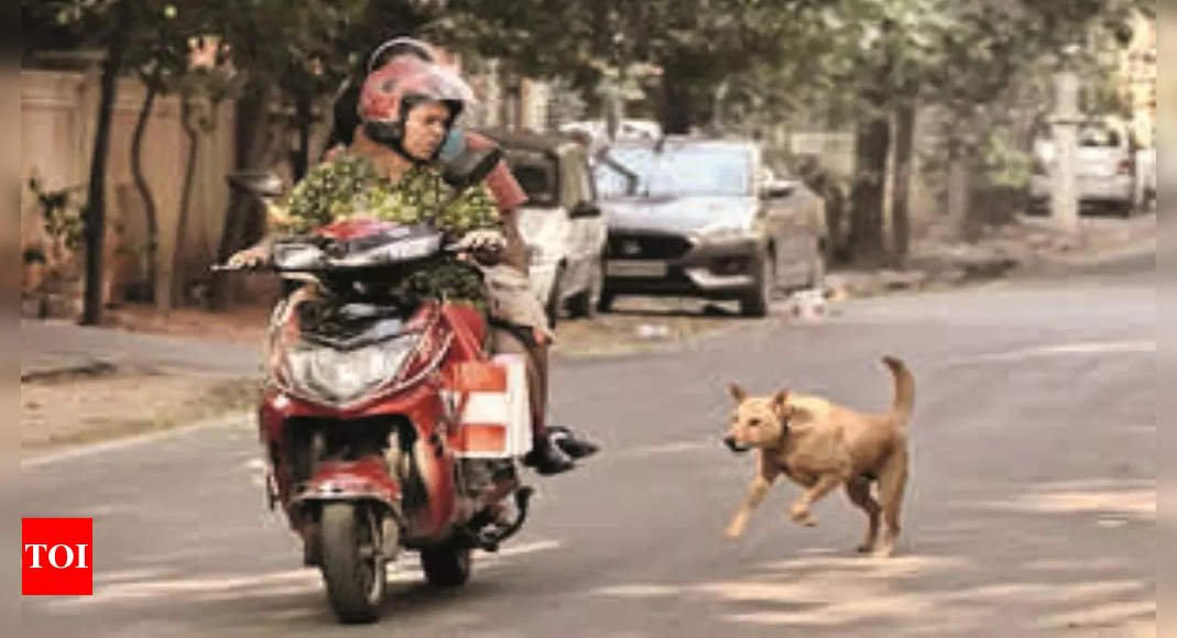 Pillion dog 2024