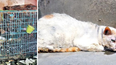Early-morning blaze kills seven cats & a dog in Kolkata's Naktala apartment