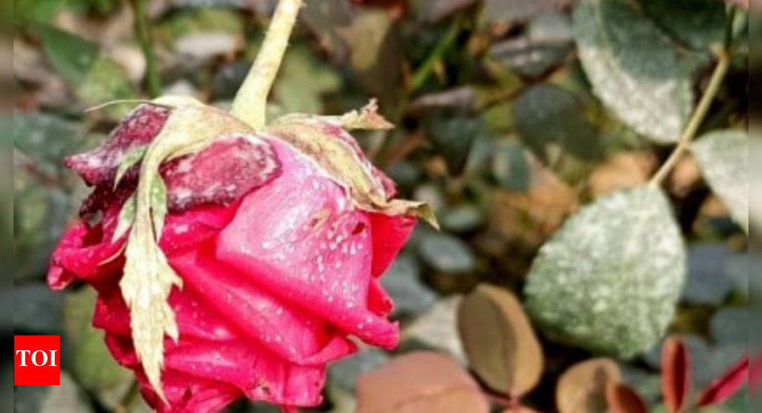 Flower business wilts as 'coronavirus of roses' hits cultivation in