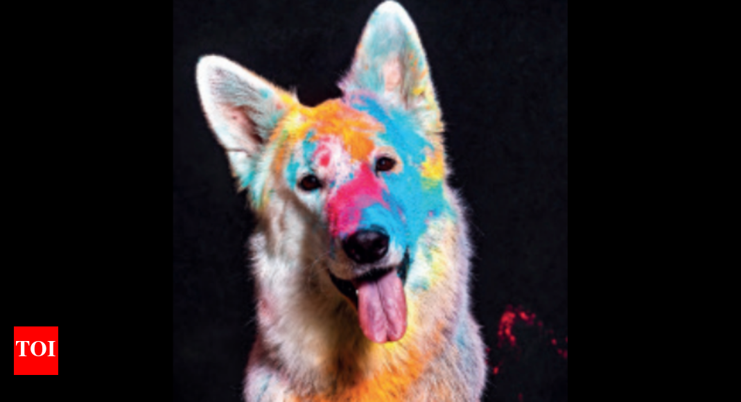 Vets Keep pets away from colours, ensure extra care Lucknow News