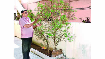 7-foot tall Tulsi plant wows Barodians, owner vies to break international record