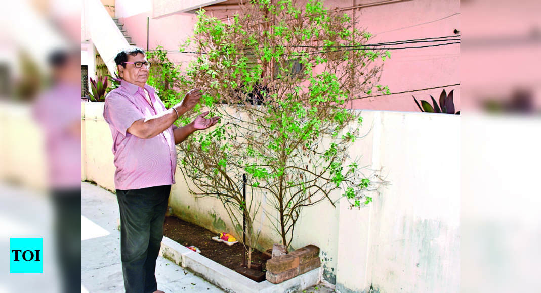 तुलसी: 7 फुट लंबा तुलसी का पौधा बड़ौदावासियों को भाता है, मालिक अंतरराष्ट्रीय रिकॉर्ड तोड़ने के लिए दौड़ता है |  वडोदरा समाचार – टाइम्स ऑफ इंडिया