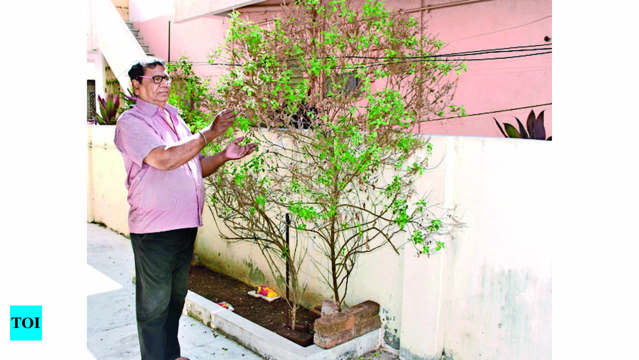 Tulsi: 7-foot Tall Tulsi Plant Wows Barodians, Owner Vies To Break  International Record | Vadodara News - Times of India