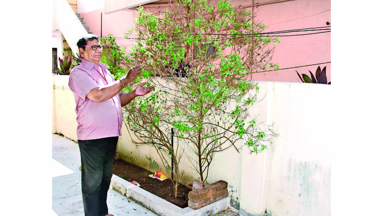 Tulsi 7 foot Tall Tulsi Plant Wows Barodians Owner Vies To Break