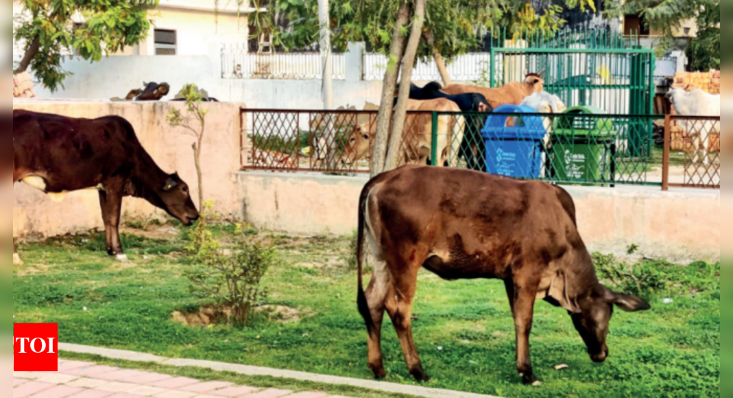 आवारा मवेशी, टूटी सड़कें, कूड़े के ढेर: ग्रेटर नोएडा में स्थानीय लोग क्यों हैं परेशान |  नोएडा समाचार – टाइम्स ऑफ इंडिया