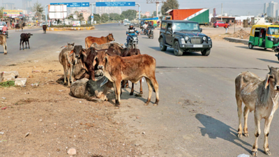 On these main roads in Gurgaon, commuters have to watch out for stray
