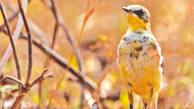 114 bird species recorded in Mangalore University
