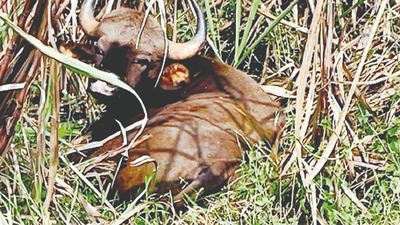 Kolhapur: Two Killed In Wild Animal Attacks In Kolhapur Dist In 2022:  Mungantiwar | Kolhapur News - Times of India
