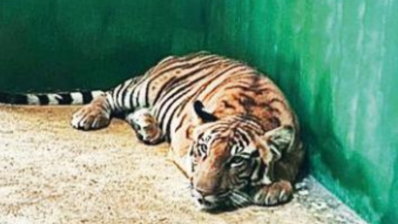 Chitradurga zoo gets two new tigers | Hubballi News - Times of India