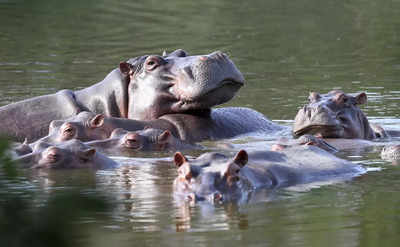 Colombia proposes shipping hippos, living near Pablo Escobar's former ranch, to India