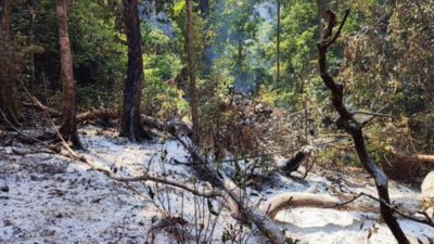 Fires inside Mhadei sanctuary man-made, now doused: Vishwajit Rane
