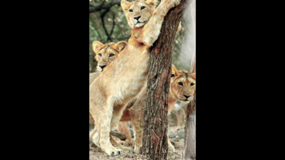 In Gujarat, 18 lionesses, 10 lions died 'accidentally'