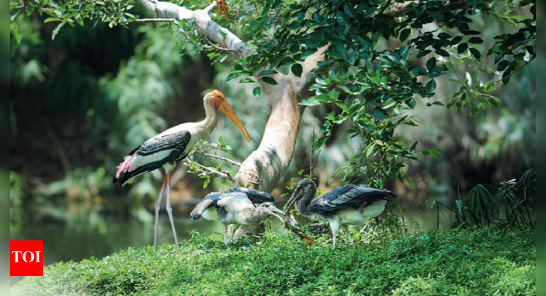Why painted storks flock to this factory | Chennai News - Times of India