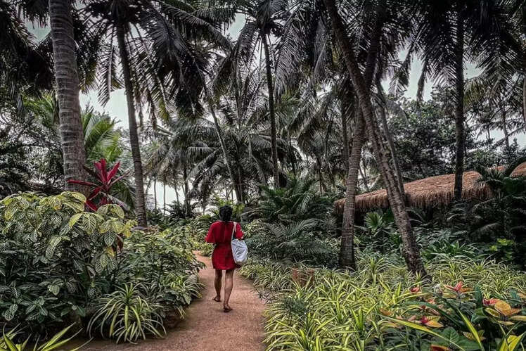 Palm Grove Beach Resort, Mandrem