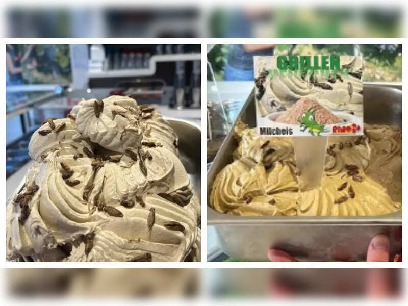 What's so special about this insect ice cream? Read to know