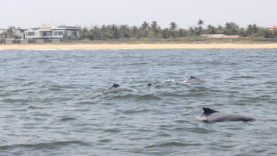 Indo-Pacific humpback dolphins spotted in sea off Chennai coast