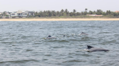 Dead humpback dolphin found on Vainguinim beach in Panaji