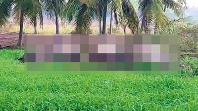 Illegal electric fence kills 3 jumbos in Tamil Nadu