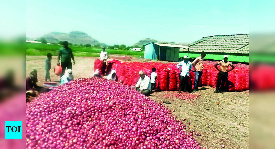 Nafed Procures 3,500 Tonnes Of Late Kharif Onions From Farmers Nashik