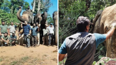 Elephant Task Force personnel, foresters rescue tusker in Kodagu's Makutta