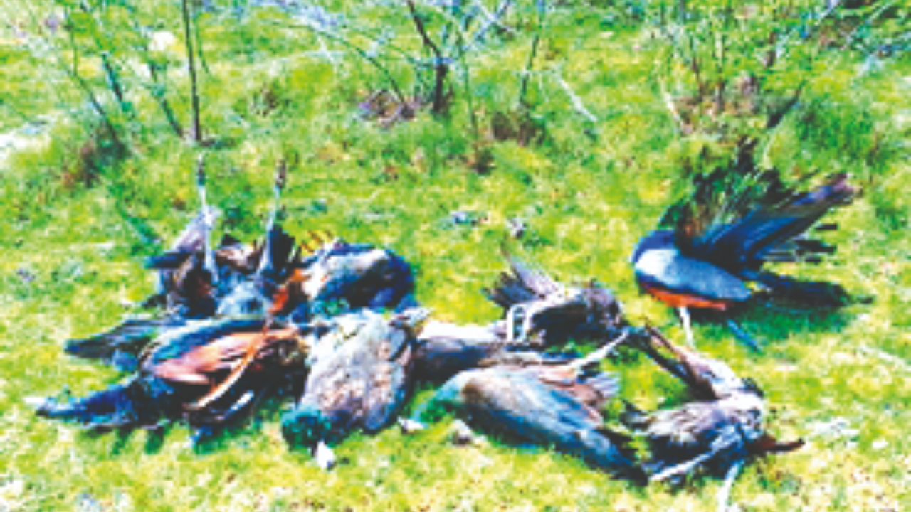 Peafowl deaths reported from West Bengal - Articles