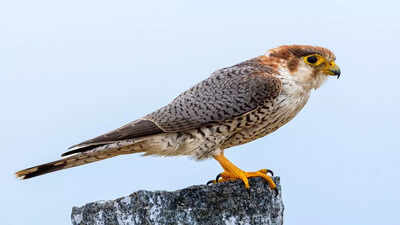 204 bird species recorded in Coimbatore forest division census