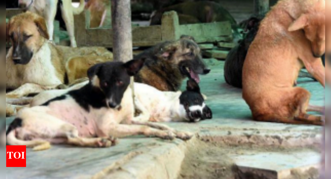 Noida to get first dog shelters in residential areas today Noida News Times of India