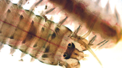 Mangaluru: Growth of Sabellaria noticed in coastal marine ecosystem