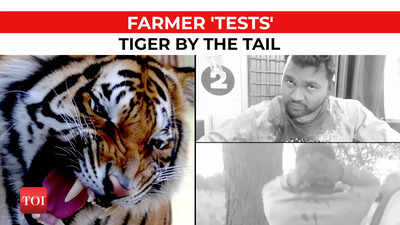 MP: Farmer loses life after he poked tiger with stick in Khargone