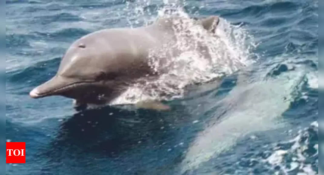 Dolphin Breeding Centre in Bengal: Along the stretch of Ganga