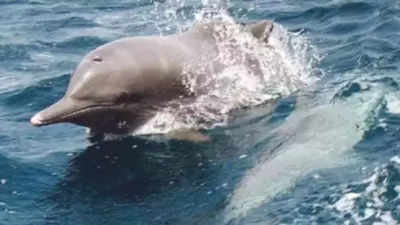 Dolphin Breeding Centre in Bengal: Along the stretch of Ganga between  Farakka and Gangasagar