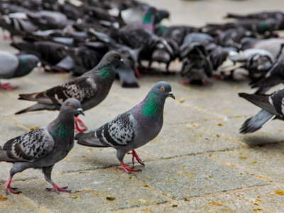 Delhiites at risk of bird breeder's lung disease; Pigeons to be blamed