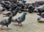 Delhiites at risk of bird breeder's lung disease; Pigeons to be blamed