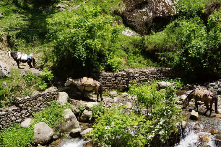 Pulga in Parvati Valley